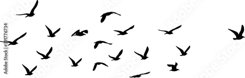 silhouette of great black-backed gull (Larus marinus) on flight, vector on white background © Robin