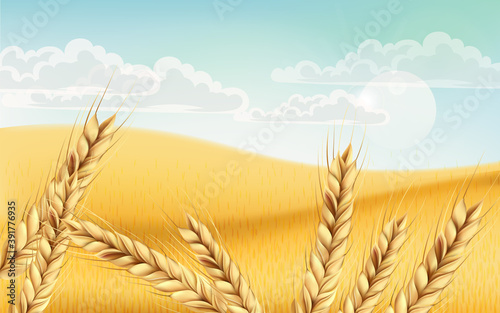 Field full of wheat grains. Blue cloudy sky. Realistic 3D mockup product placement