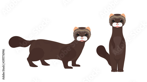 Brown mink. Mink in a flat style. Isolated, vector.