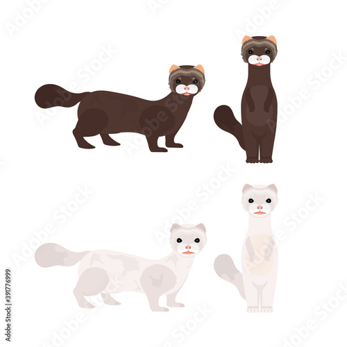 Set of white and brown minks. Mink in a flat style. Isolated, vector.