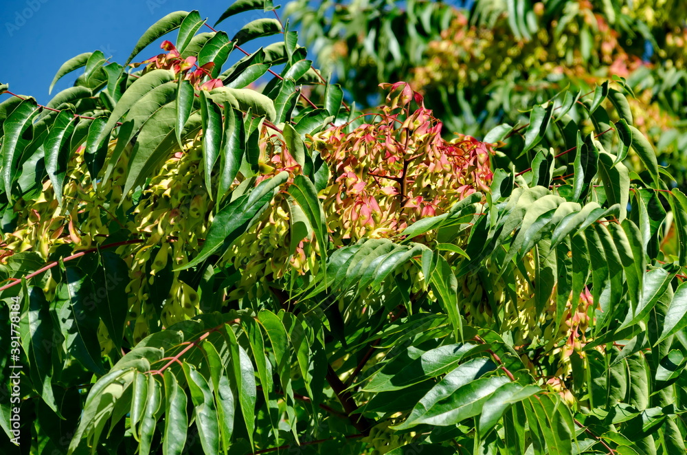 Leaves and red seed at  tree of heaven or Ailanthus altissima, Sofia, Bulgaria 