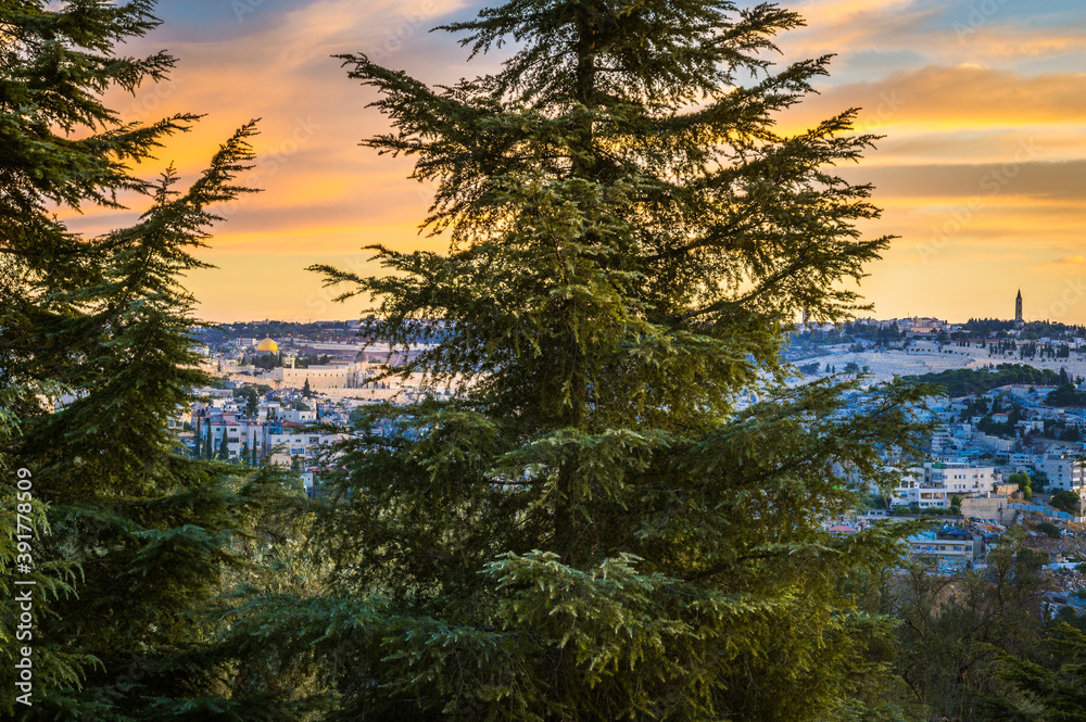 View of the Old City Jerusalem and the Mount of Olives seen through two pine trees across the valley; Sherover/Haas Promenade (Tayelet), Jerusalem View of the Old City Jerusalem and the Mount of Olives seen through two pine trees across the valley; Sherover/Haas Promenade (Tayelet), Jerusalem