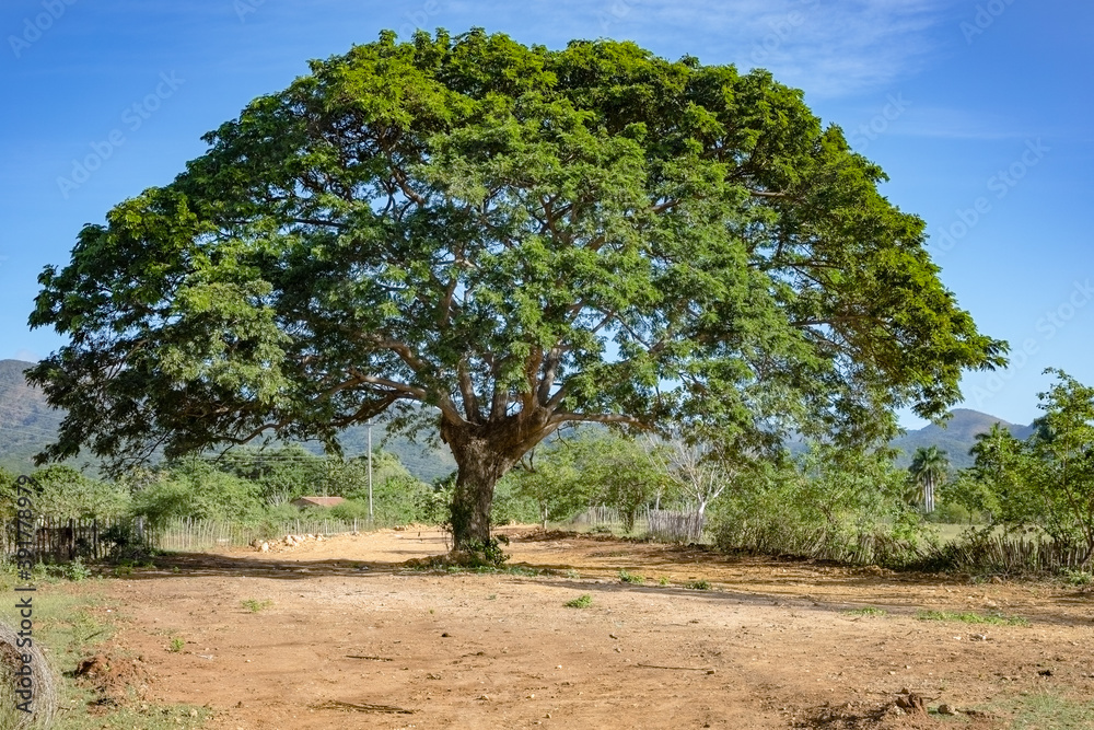 Tropical Tree - Delonix Royal has spread its vault in a small village near Trinidad, Cuba!