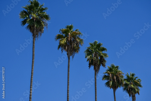 Palm trees on Hollywood Boulevard in Los Angeles