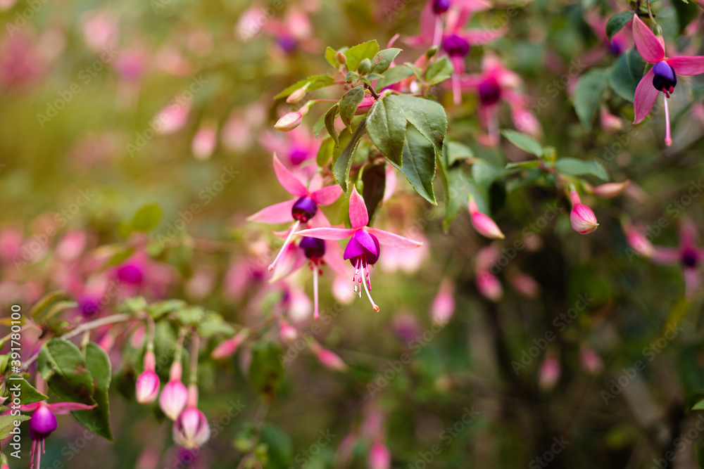 Pink-violet flowers of fuchsia outdoor. Close up, selective focus. Fuchsia-Hybride Chillerton Beauty. Pink-violet flowers of fuchsia outdoor. Close up, selective focus. Fuchsia-Hybride Chillerton Beauty.