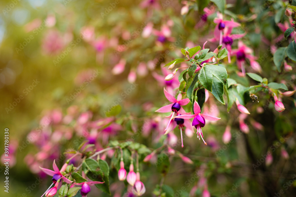 Pink-violet flowers of fuchsia and bee outdoor. Close up, selective focus. Fuchsia-Hybride Chillerton Beauty. Pink-violet flowers of fuchsia and bee outdoor. Close up, selective focus. Fuchsia-Hybride Chillerton Beauty.