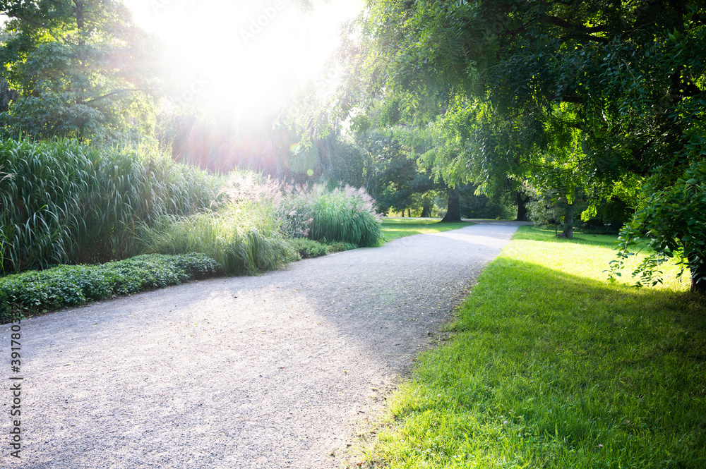Green trees beautiful juicy young grass in sunlight rays. Park in back light. Bright fresh summer or spring natural background. copy space Green trees beautiful juicy young grass in sunlight rays. Park in back light. Bright fresh summer or spring natural background. copy space