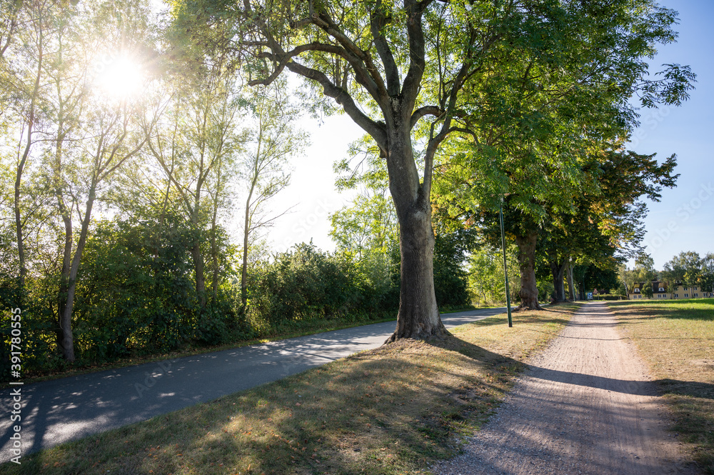 lonely country road with large avenue of trees in the backlight of the evening sun in late summer with bicycle path on the side