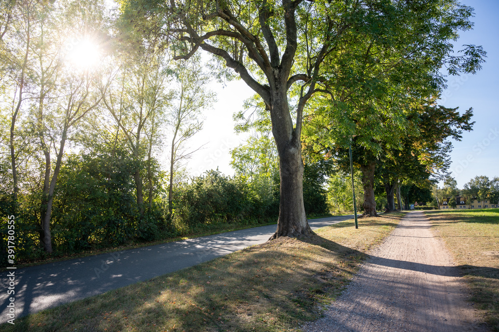 lonely country road with large avenue of trees in the backlight of the evening sun in late summer with bicycle path on the side lonely country road with large avenue of trees in the backlight of the evening sun in late summer with bicycle path on the side