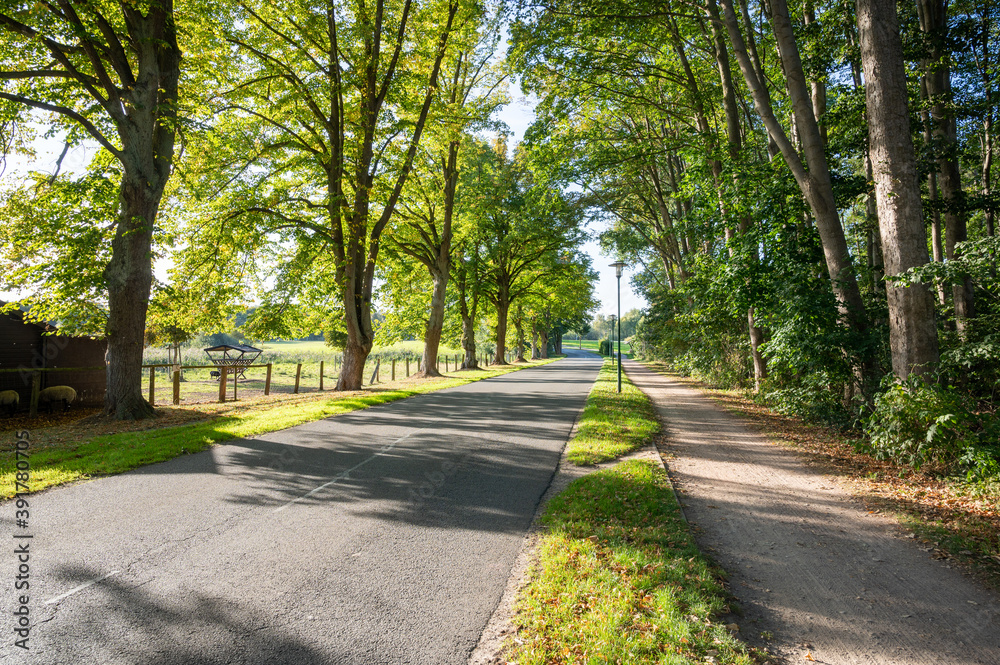 lonely country road with large avenue of trees in the backlight of the evening sun in late summer with bicycle path on the side
