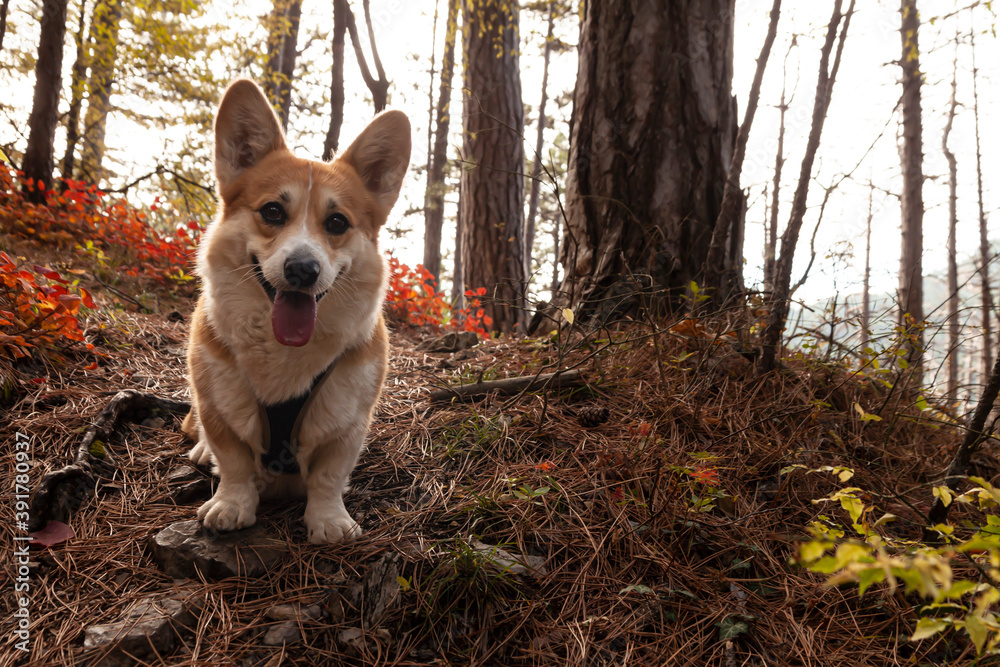 One Pembroke Welsh Corgi looks at the camera from the mountain while hiking in the mountains forest.