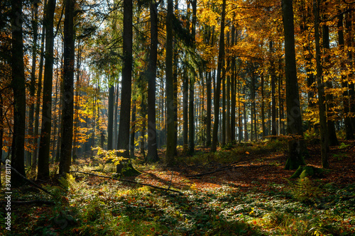 Herbst im Bayrischen Wald © walterbild