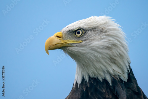 Portrait of a majestic bald eagle / American eagle adult (Haliaeetus leucocephalus). American National Symbol Bald Eagle with a blue background.  © Albert Beukhof