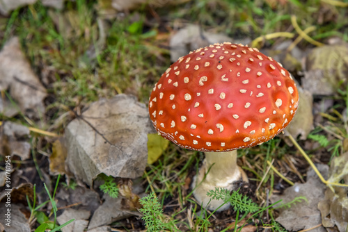 Close up of mushrooms in different colors against blurry background