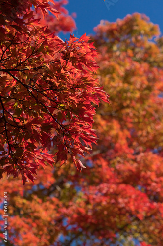 秋の青空と鮮やかな赤色の紅葉の風景
