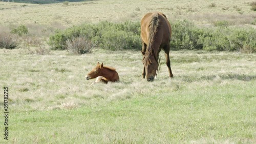 Wallpaper Mural brumby foal sits beside its mother at long plain in kosciuszko national park of nsw, australia Torontodigital.ca