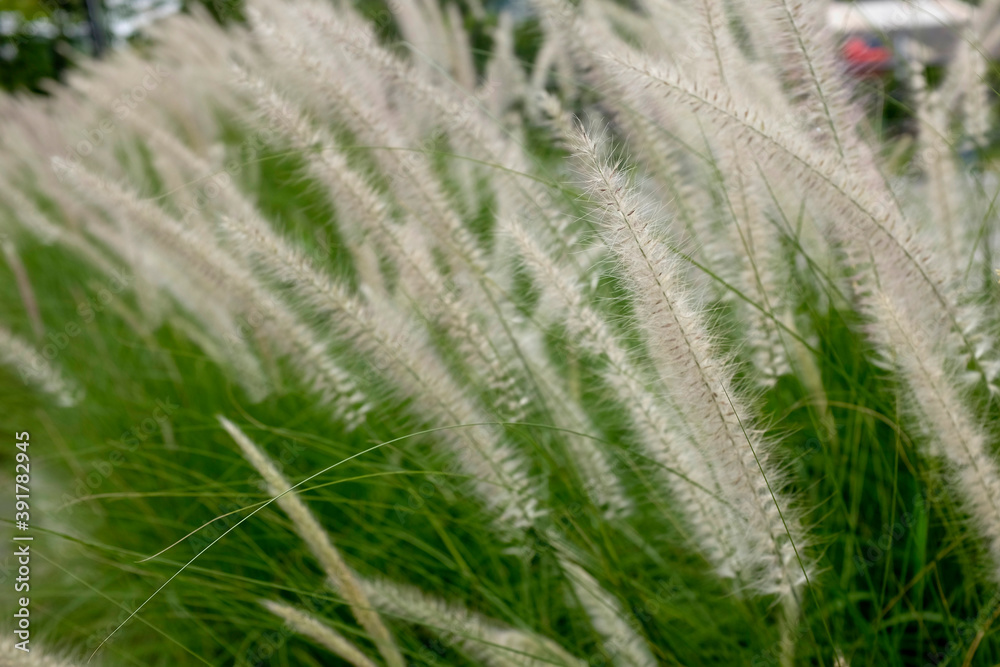 Close up shot of white flower fluff of the Lalang grass or (cogongrass, Japanese bloodgrass, Kunai grass, Lalang, Alang alang, Thatch grass) in Bekasi, West Java, Indonesia.