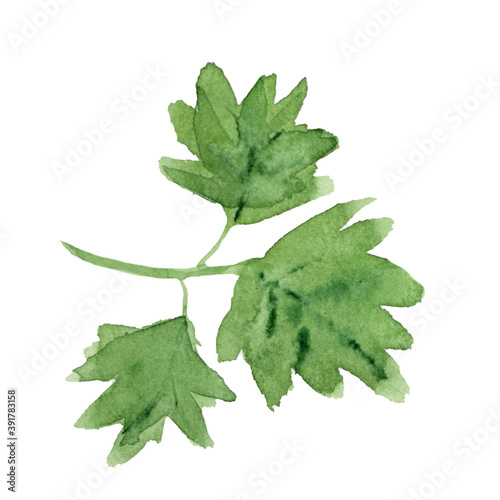 watercolor hand drawing of parsley. green leaves of garden herbs isolated illustration on white