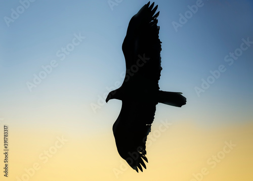 Bald eagle silohouette at sunrise