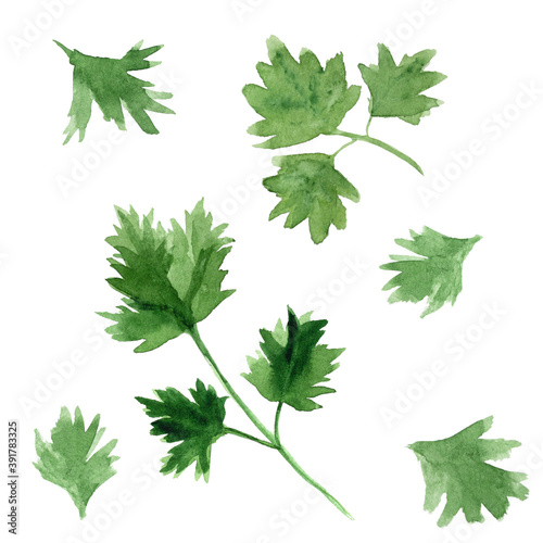 Set of green parsley or coriander leaves watercolor illustration on white