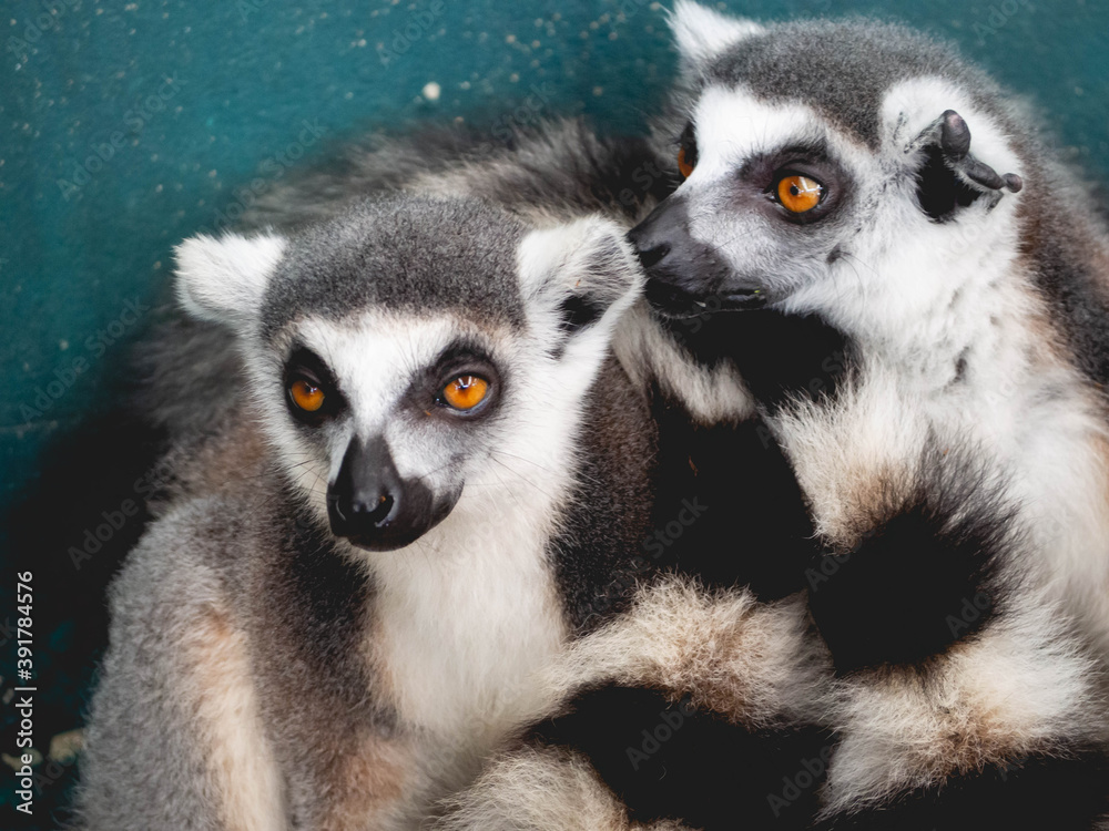 Obraz premium Two lemurs that are close together