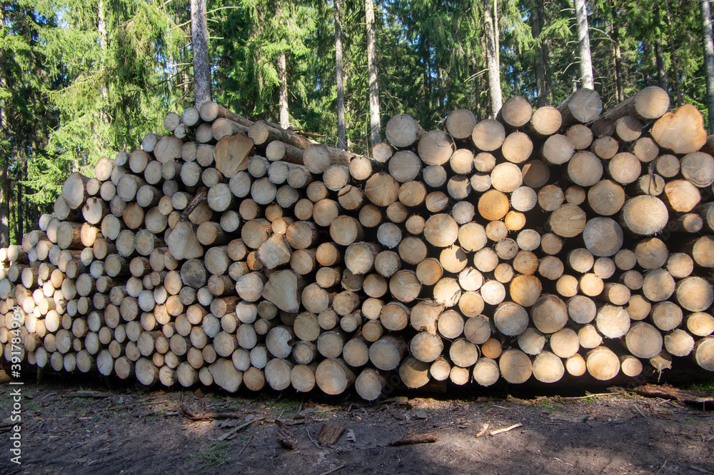 Cutting of the trees, bark beetle calamity, conifer tree logs firewoods on pile in woodland