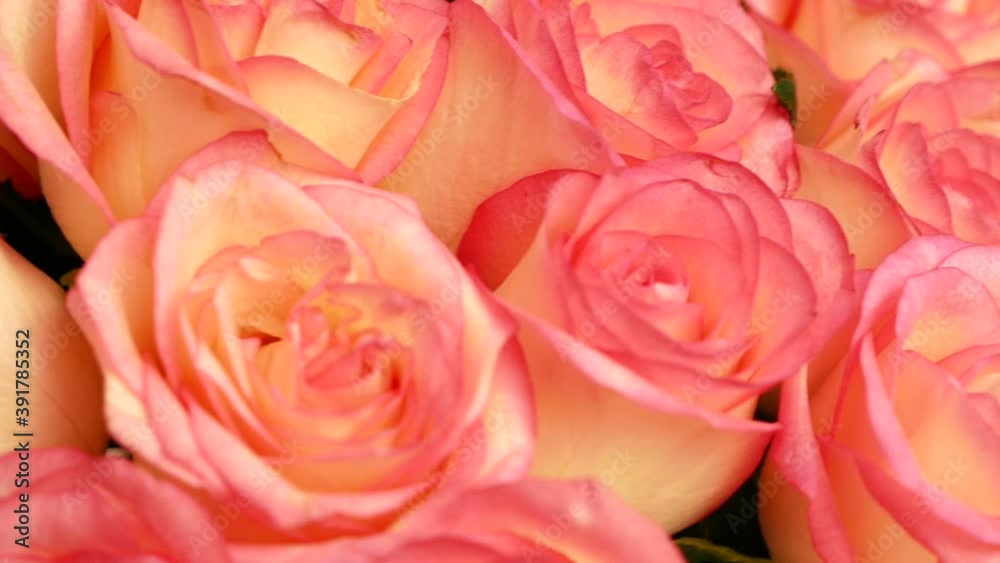 Close-up of a large bouquet of beautiful roses rotates. Pink roses close-up. Flower shop. Flower farm, selective focus, shallow depth of field Close-up of a large bouquet of beautiful roses rotates. Pink roses close-up. Flower shop. Flower farm, selective focus, shallow depth of field