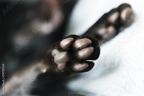 Black oriental cat paws. Two macto paws of black cat
