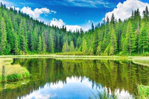 Forest lake with blue water and green pine forest trees
