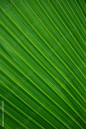 Green palm leaf pattern as background
