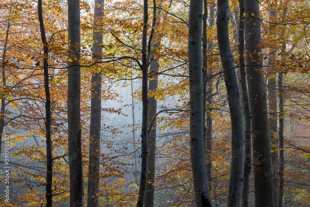 Forest at autumn with colorful golden leaves and grey trunks, Schleswig-Holstein, Northern Germany
