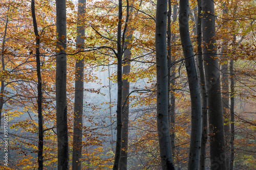 Forest at autumn with colorful golden leaves and grey trunks, Schleswig-Holstein, Northern Germany 