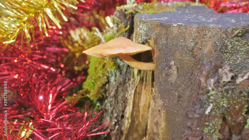 The brown mushroom on the side of the tree trunk The brown mushroom on the side of the tree trunk