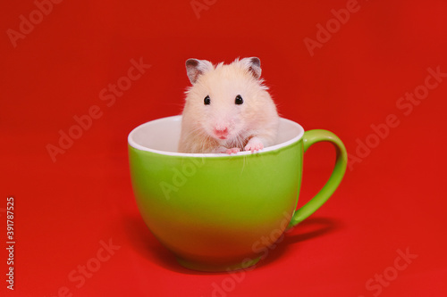 Golden hamster in green cup on red background