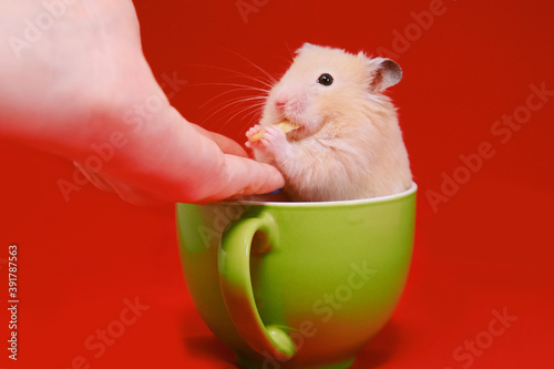 Golden hamster in green cup on red background