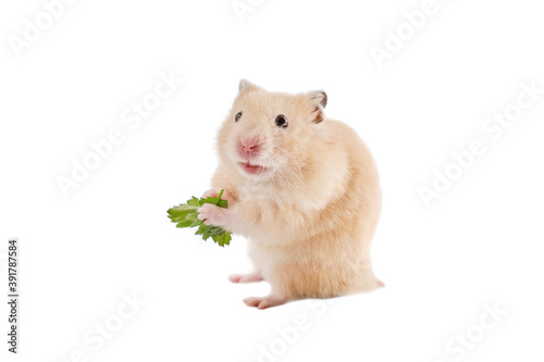 Golden hamster with greenery on white background