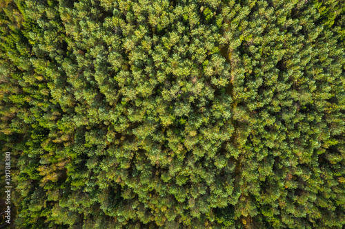 Aerial view of the Rominta forest in autumn