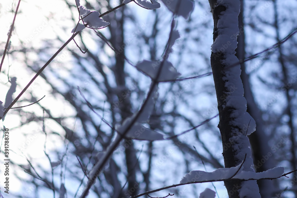 Melting snow on forest tree branches in sunny winter day Melting snow on forest tree branches in sunny winter day