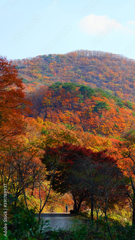 a red and yellow mountain of autumn