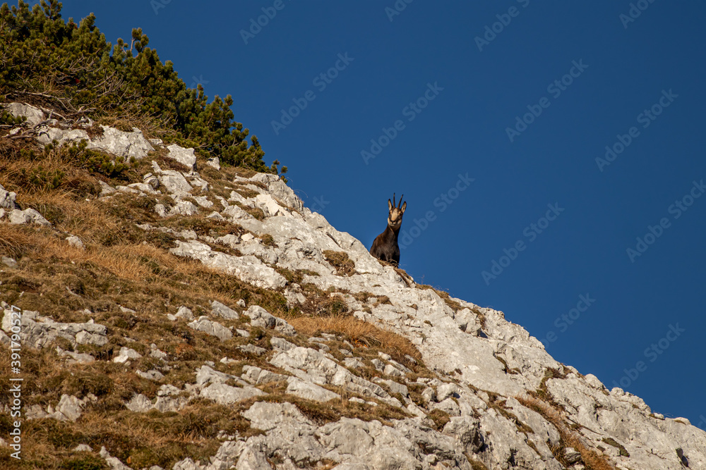 Chamois standing on rock, morning time