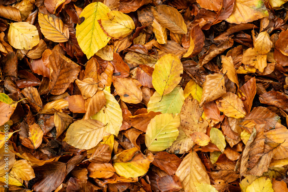 Herbstblätter Herbstblätter