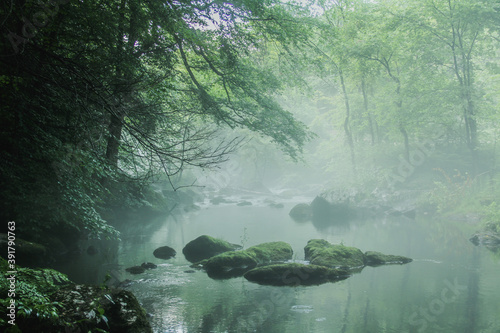 Valokuva Green mossy foggy mysterious pond with rocks and trees