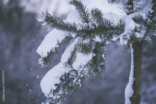 Snow covered pine tree branches outdoors.