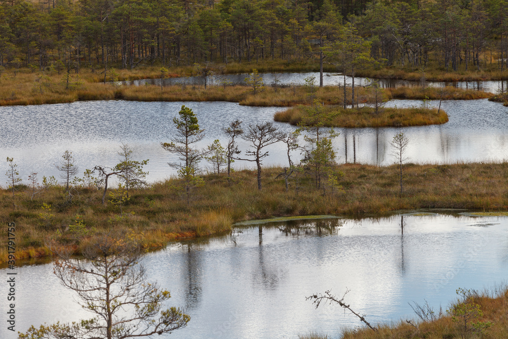 Peat marsh landscape in nature park in Estonia. Cloudy autumn day. Peat marsh landscape in nature park in Estonia. Cloudy autumn day.