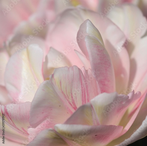 Fototapeta Naklejka Na Ścianę i Meble -  Pink Tulip Petals