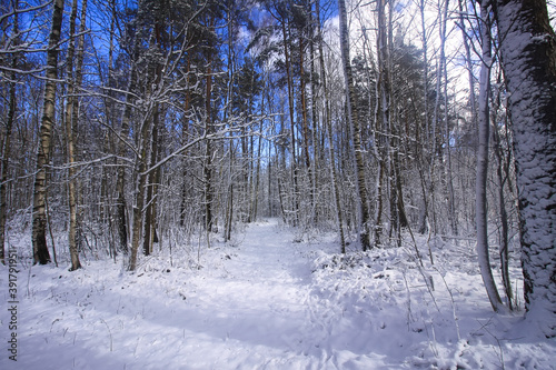 Winter landscape with forest trees and snow covered field © pictures_for_you