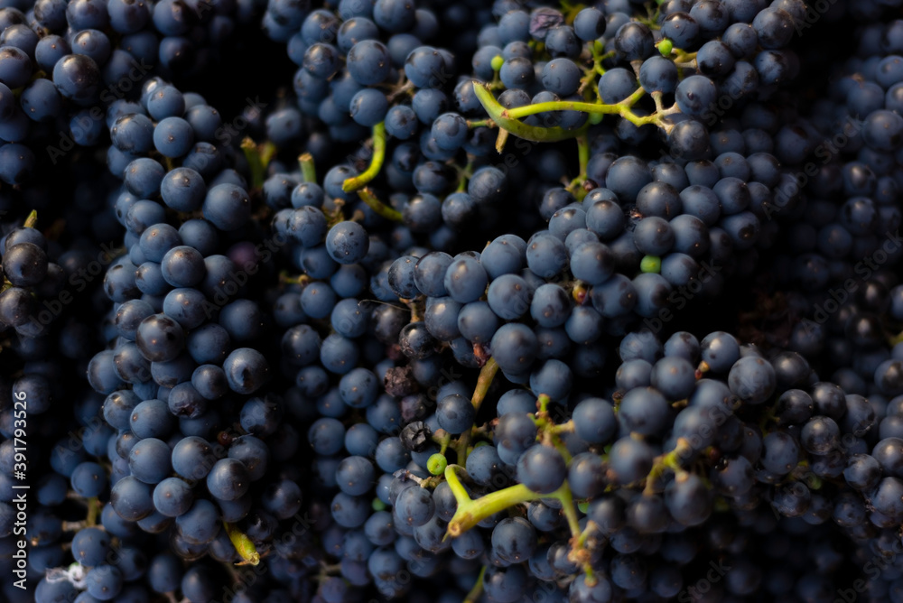 close-up of a heap of blue grapes, texture, natural fruit composition