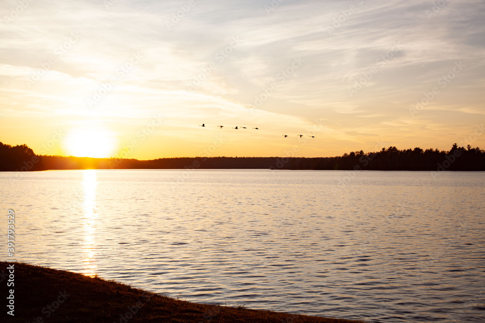 Fototapeta premium Sunset swans