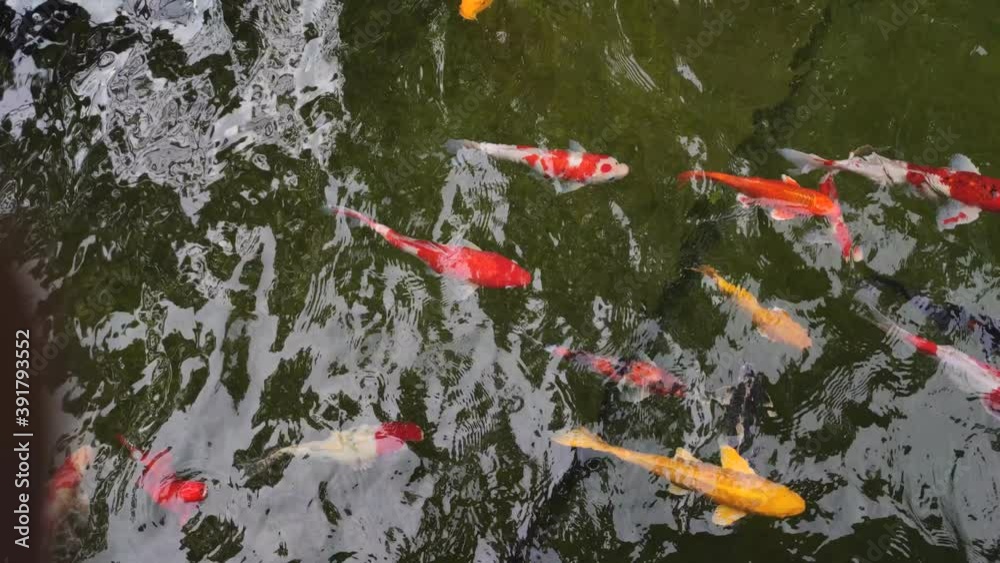 colorful koi fish in the lake with reflections of tree shadows. Group of various colourful large koi carp, kohaku or Japanese Koi Kohaku Fish. swimming in fishing pond colorful koi fish in the lake with reflections of tree shadows. Group of various colourful large koi carp, kohaku or Japanese Koi Kohaku Fish. swimming in fishing pond