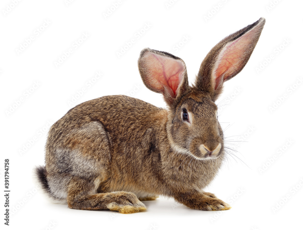 One gray rabbit. One gray rabbit.